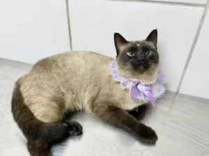 Gato raça Sialata idade 2 anos nome Meg