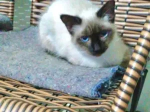 Gato raça Siamês  idade 2 a 6 meses nome Surya bb5meses 