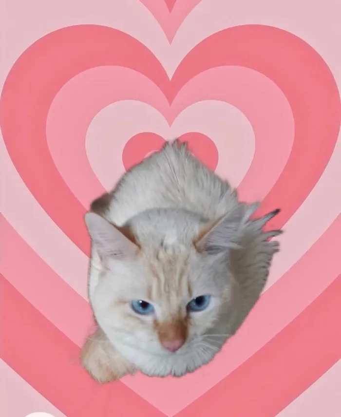 Gato raça Srd idade 1 ano nome Apólo lindo gatinho 