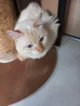 Apólo lindo gatinho