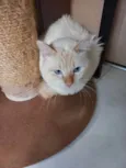 Apólo lindo gatinho 