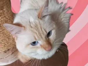 Gato raça Srd idade 1 ano nome Apólo lindo gatinho 