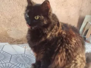 Gato raça Srd idade 1 ano nome Ágatha urgente 