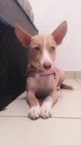Cachorro raça Vira-lata  idade 7 a 11 meses nome Lunna