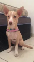 Cachorro raça Vira-lata  idade 7 a 11 meses nome Lunna