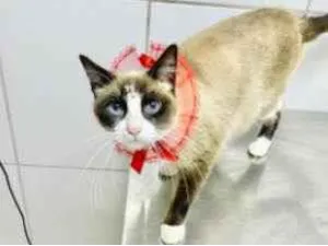 Gato raça Sialata idade 2 anos nome Kiara