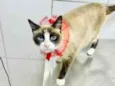 Gato raça Sialata idade 2 anos nome Kiara