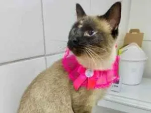 Gato raça Sialata idade 2 anos nome Mia