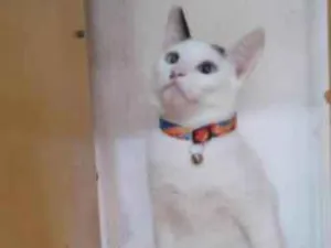 Gato raça SRD  idade 2 a 6 meses nome Pepeu