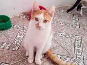 Gato raça SRD  idade 2 a 6 meses nome Mingau