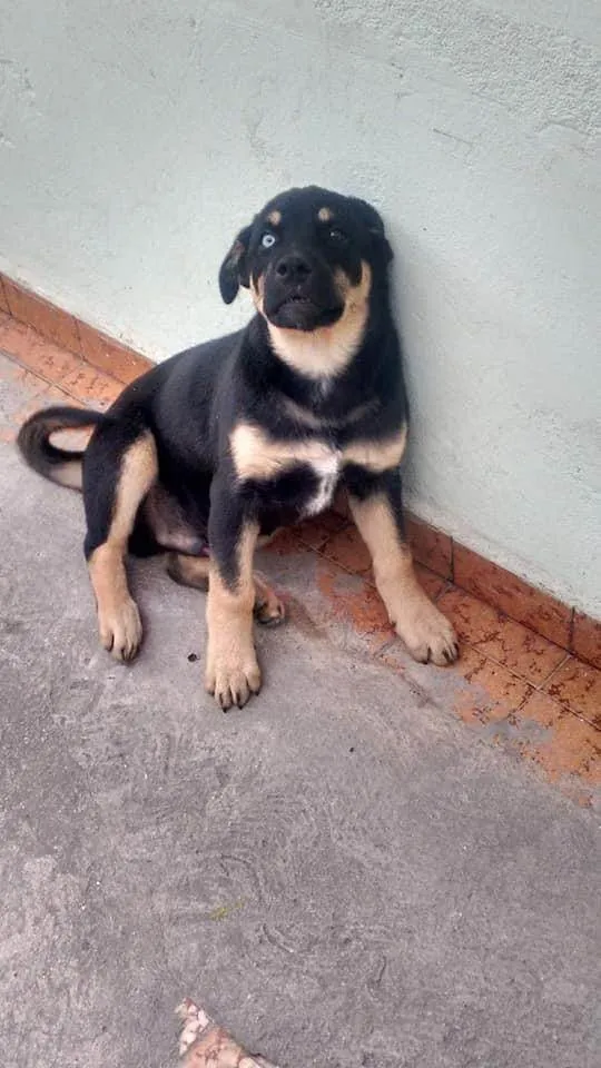 Cachorro ra a Pastor Alemão  idade 4 anos nome thor