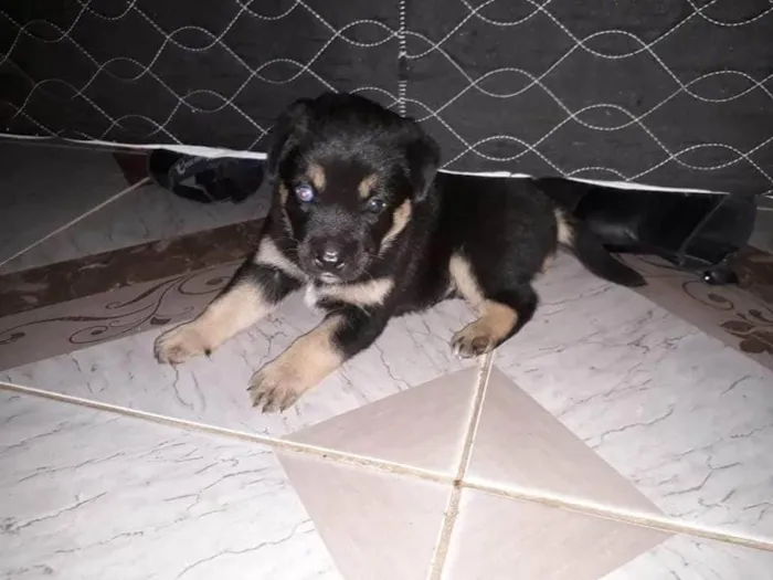 Cachorro ra a Pastor Alemão  idade 4 anos nome thor