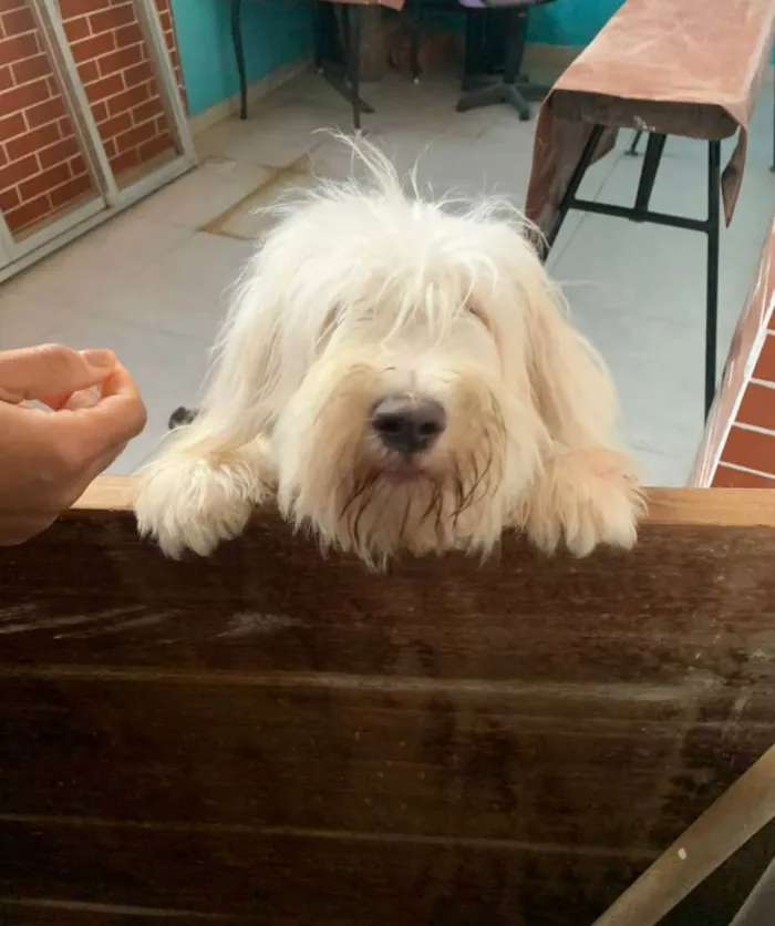 Cachorro ra a SRD idade 1 ano nome Jujuba