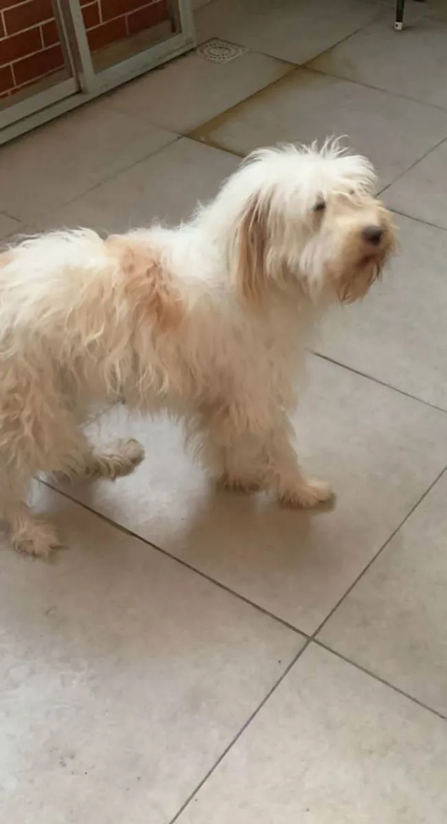 Cachorro ra a SRD idade 1 ano nome Jujuba