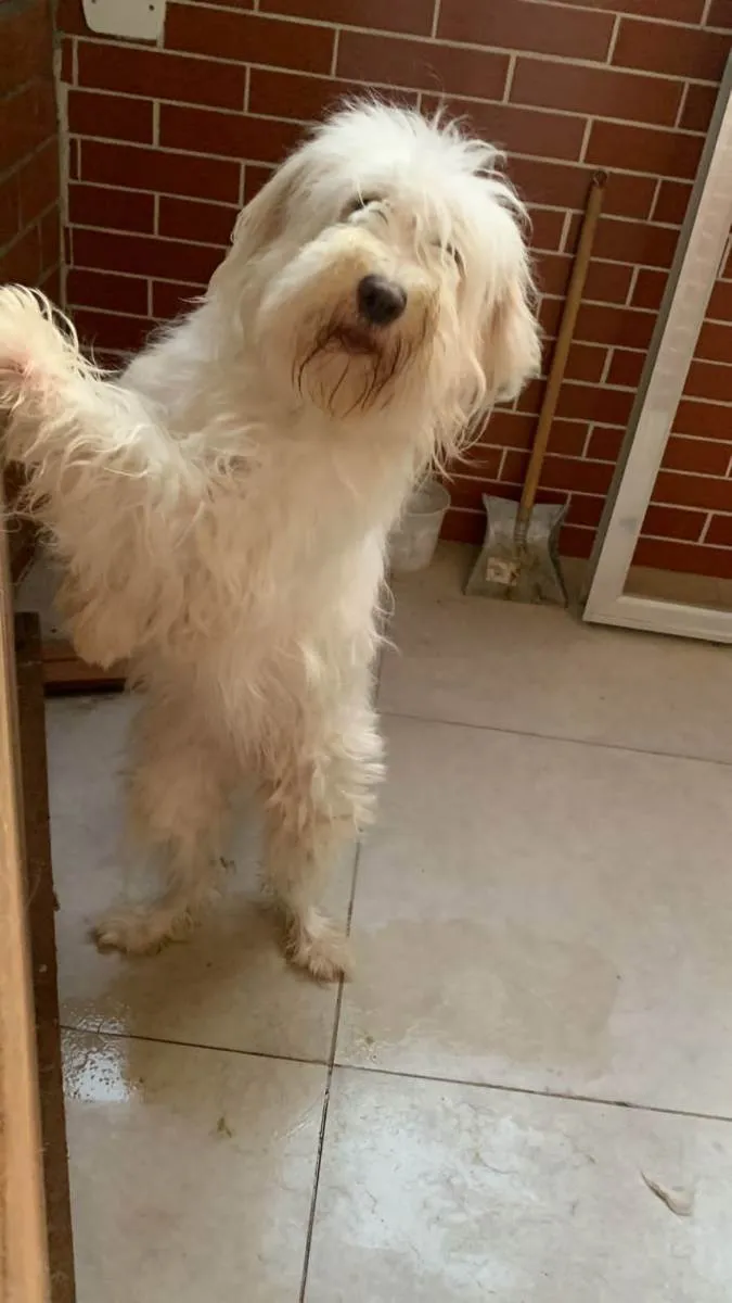 Cachorro ra a SRD idade 1 ano nome Jujuba