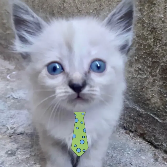 Gato ra a Mestiço  idade 2 a 6 meses nome Pingo 
