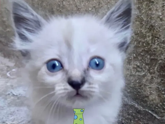 Gato ra a Mestiço  idade 2 a 6 meses nome Pingo 