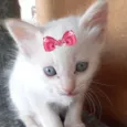 Mel 