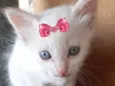 Mel 