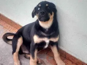 Cachorro raça Pastor Alemão  idade 4 anos nome thor