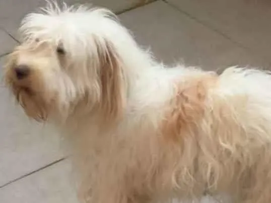 Cachorro ra a SRD idade 1 ano nome Jujuba
