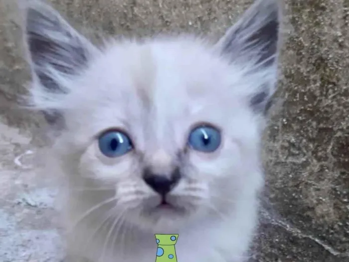 Gato ra a Mestiço  idade 2 a 6 meses nome Pingo 
