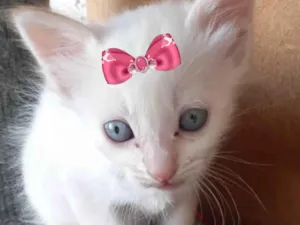 Gato raça Mestiço  idade 2 a 6 meses nome Mel 