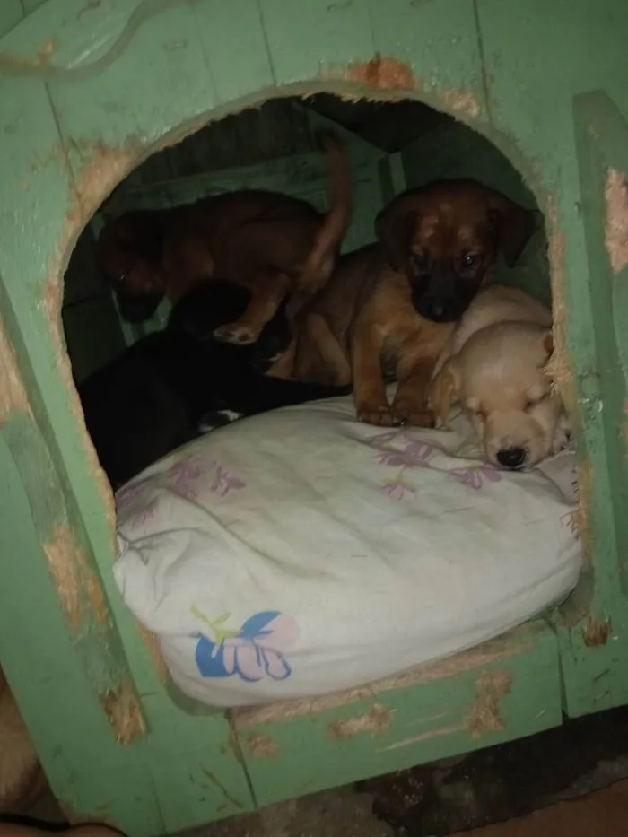 Cachorro ra a Vira lata com lavrador  idade 2 a 6 meses nome Não tem nome ainda.