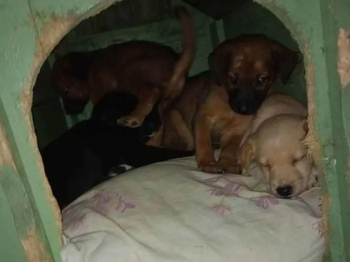 Cachorro ra a Vira lata com lavrador  idade 2 a 6 meses nome Não tem nome ainda.