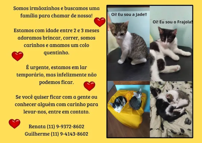 Gato ra a SRD idade 2 a 6 meses nome Jade e Frajola