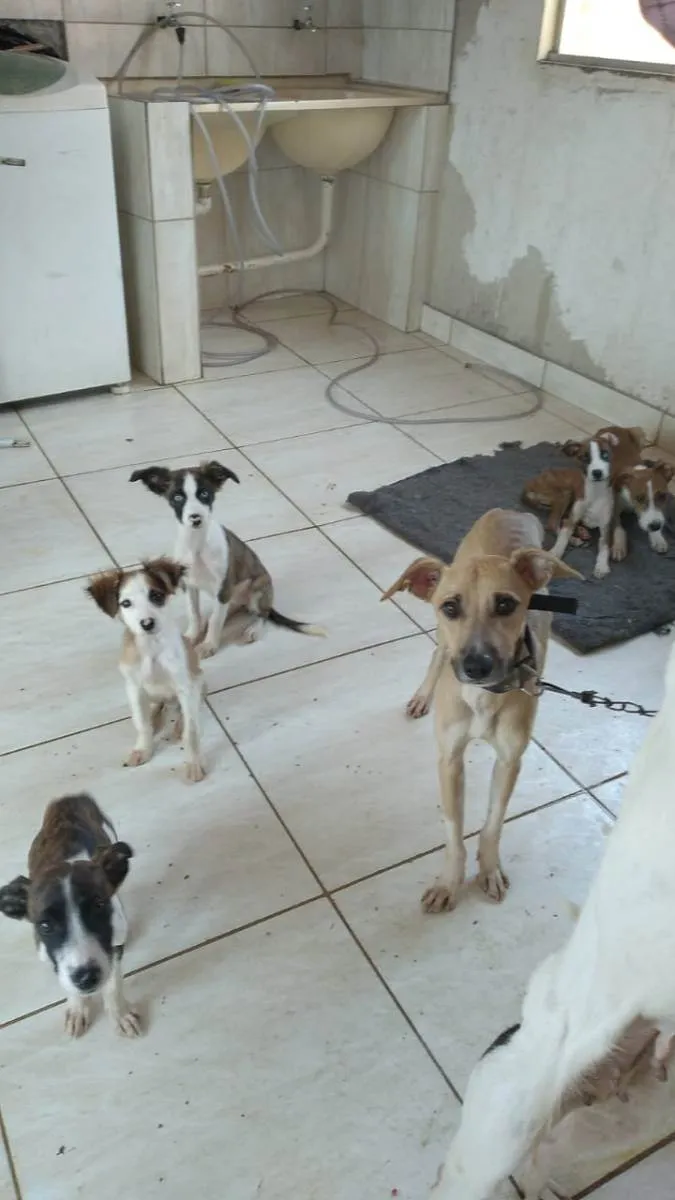 Cachorro ra a viralata idade 2 a 6 meses nome sen nome ainda