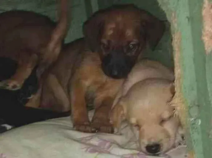 Cachorro ra a Vira lata com lavrador  idade 2 a 6 meses nome Não tem nome ainda.