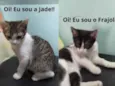 Jade e Frajola