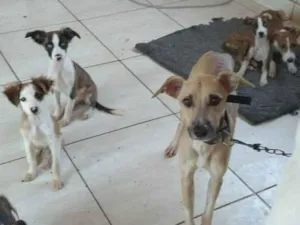 Cachorro raça viralata idade 2 a 6 meses nome sen nome ainda