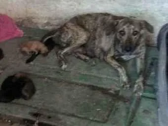 Cachorro raça Vira lata idade 2 a 6 meses nome Tico