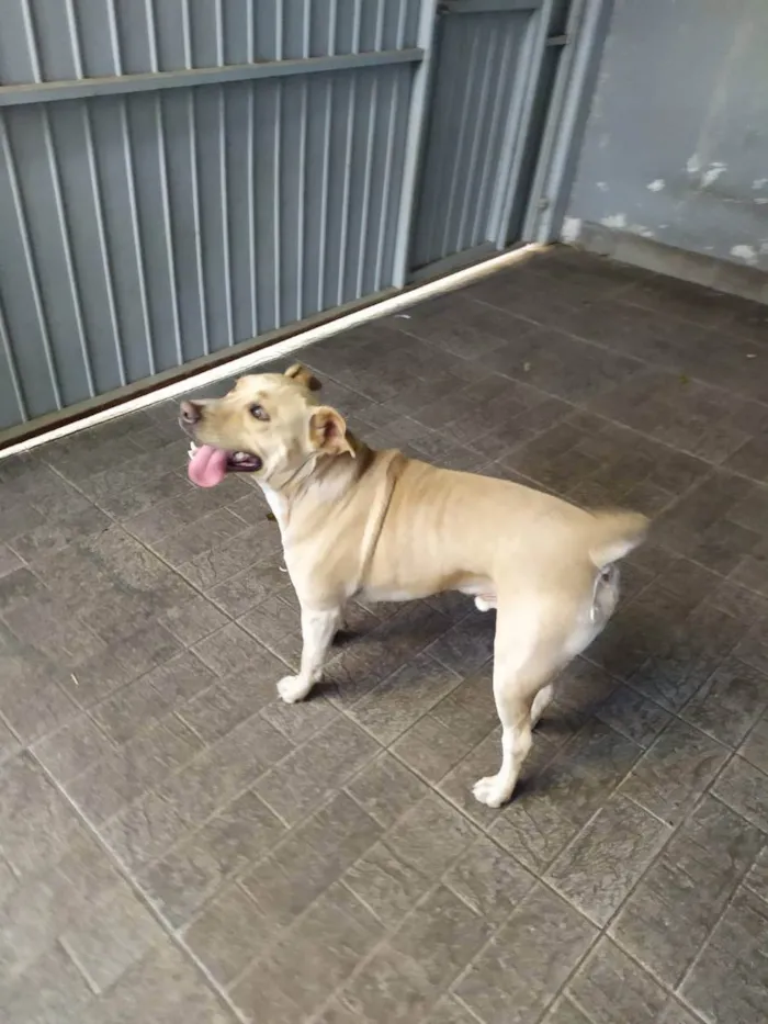 Cachorro ra a Vira lata com american staffor idade 1 ano nome Son