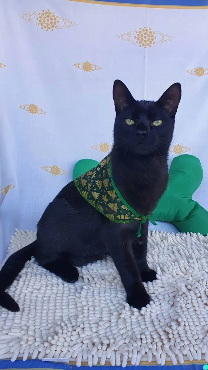 Gato ra a SRD idade 7 a 11 meses nome MENOTTI 
