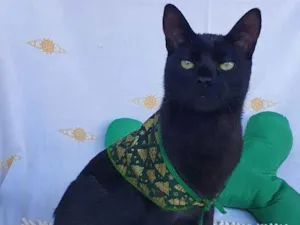 Gato raça SRD idade 7 a 11 meses nome MENOTTI 