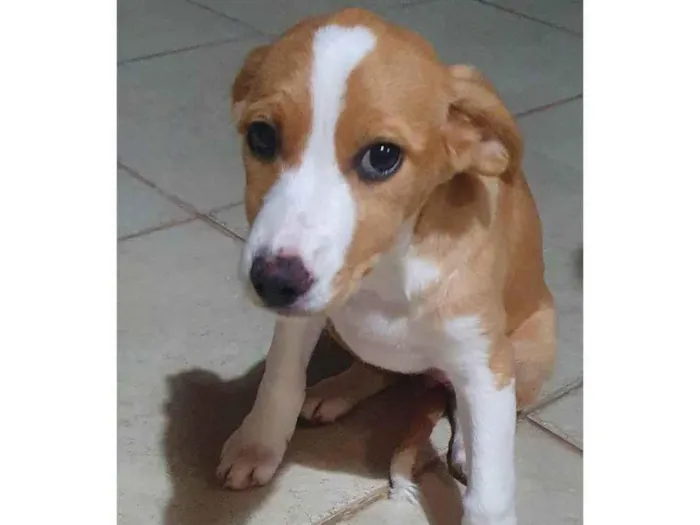 Cachorro ra a Vira lata  idade 2 a 6 meses nome ...