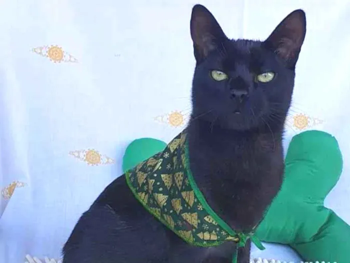 Gato ra a SRD idade 7 a 11 meses nome MENOTTI 