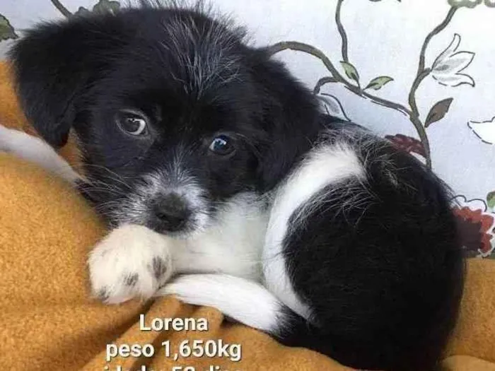 Cachorro raça Srd idade Abaixo de 2 meses nome Lorena