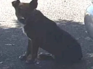 Cachorro raça Vira lata  idade 3 anos nome Scooby