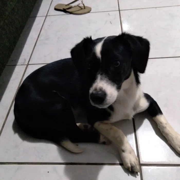 Cachorro ra a Borden Collie idade 2 a 6 meses nome Barkk