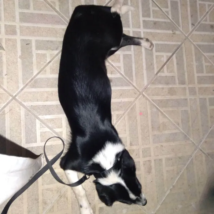 Cachorro ra a Borden Collie idade 2 a 6 meses nome Barkk