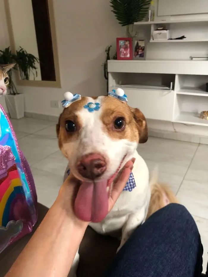 Cachorro ra a Vira lata  idade 4 anos nome Nina