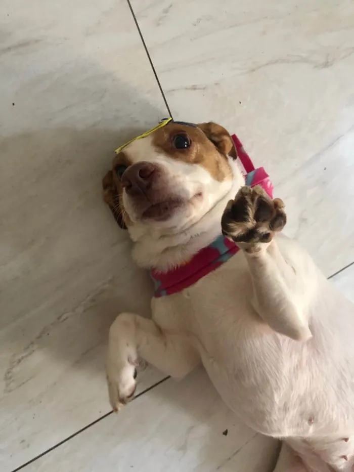 Cachorro ra a Vira lata  idade 4 anos nome Nina