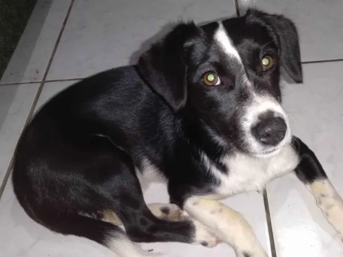 Cachorro ra a Borden Collie idade 2 a 6 meses nome Barkk