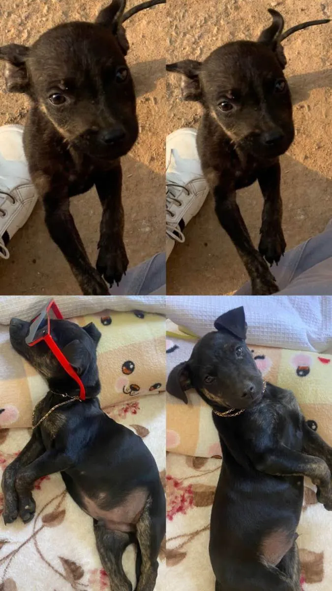 Cachorro ra a SRD idade 2 a 6 meses nome Toy