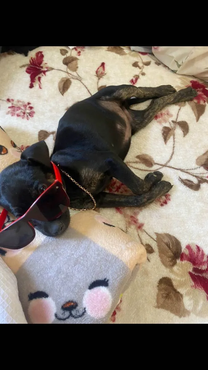Cachorro ra a SRD idade 2 a 6 meses nome Toy