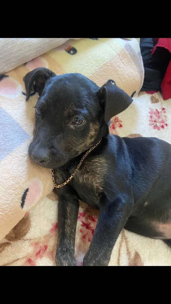 Cachorro ra a SRD idade 2 a 6 meses nome Toy